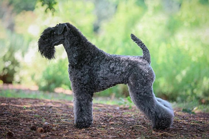 Kerry-Blue-Terrier